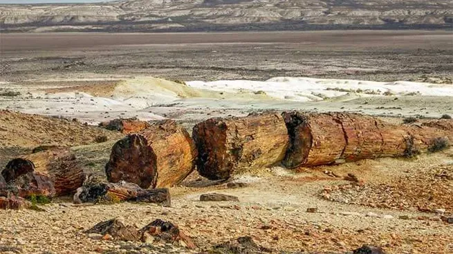 Todos los detalles sobre un viaje a los Bosques Petrificados de Jaramillo, Santa Cruz.