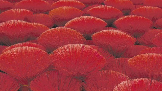 Arrecife. La obra de Gaspar Libedinsky es un mar de rojo intenso.