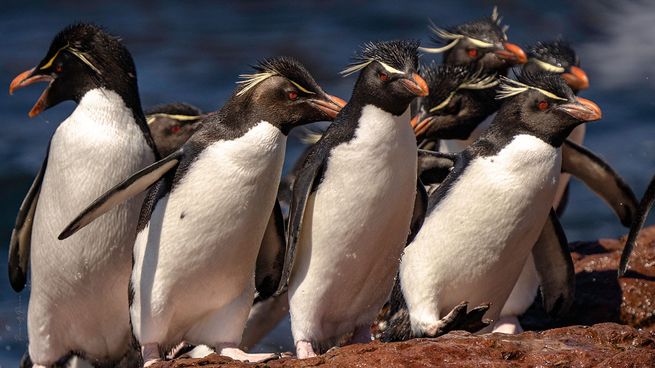 Las distintas especies de pingüinos que habitan el suelo argentino.