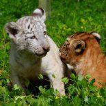 Las dos crías muestran un crecimiento y valores adecuados, según personal del Zoológico. Las dos crías muestran un crecimiento y valores adecuados, según personal del Zoológico.