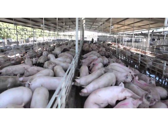Productores de porcinos, en alerta por la importación de carne de cerdo