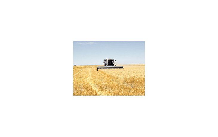 Comenzó la recolección del trigo 2008/09 y se ratificaque las mermas llegarían a 28% respecto de la temporadaanterior.