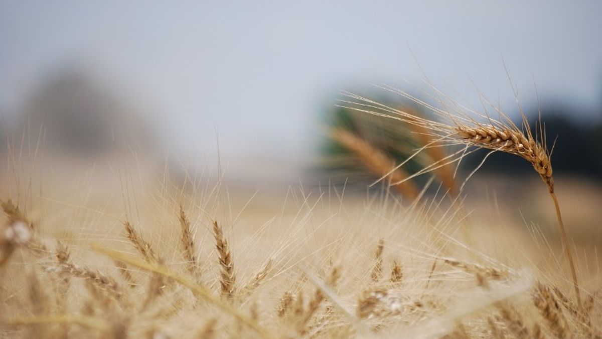 Argentina 25MT, the plan to promote the production, transformation and export of wheat