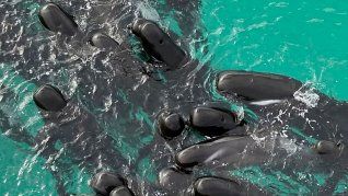 Ballenas piloto.