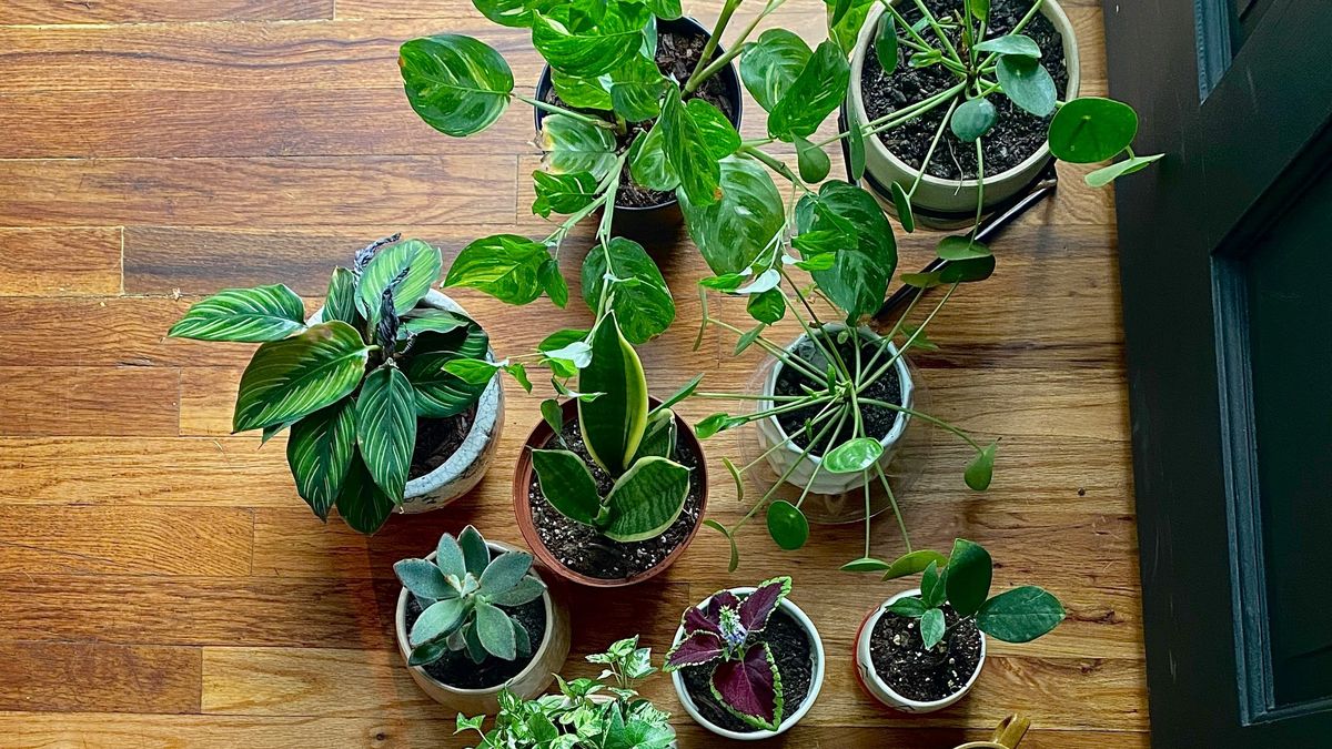The 5 plants to care for indoors that promote mental health