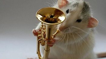 las ratas reaccionan al ritmo de la musica, revela un estudio japones