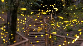 la escapada cerca de cdmx que espectaculo natural imperdible en junio 2026 la escapada cerca de cdmx que espectaculo natural imperdible en junio 2026