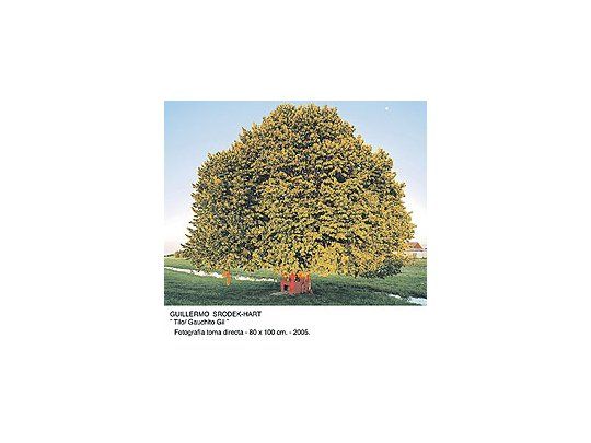 Guillermo Srodek-Hart se hizo acreedor de la única Mención por «Gauchito Gil», foto directade un árbol frondoso, cuyo tronco está oculto por un altar rojo que evoca a esta imagenpopular.