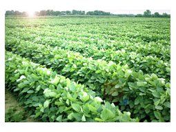 La producción agropecuaria, hoy sustentada en grandes  extensiones de soja, debe adaptarse a los nuevos tiempos productivos.