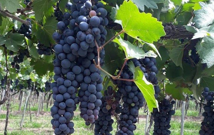 ámbito.com | UVAS VIÑA ALTO SALVADOR.jpg
