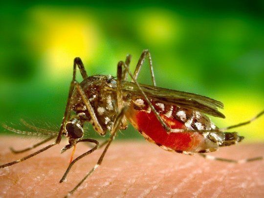 Dengue.