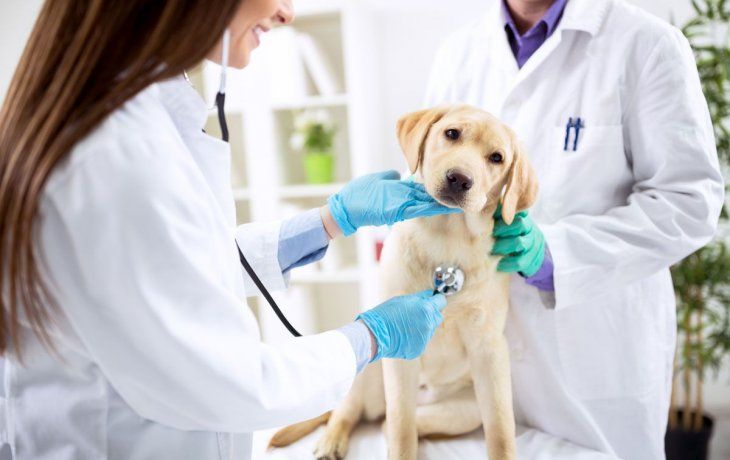 Obras sociales para mascotas