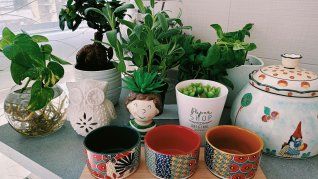 Este invento busca proteger tus plantas analizando lo que el humano no puede ver. Este invento busca proteger tus plantas analizando lo que el humano no puede ver.