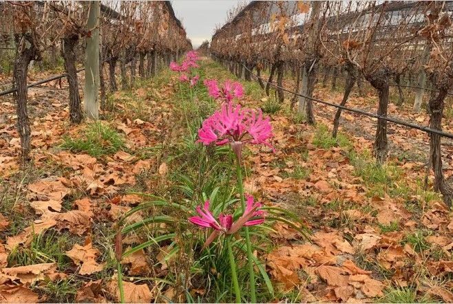 Una parcela de flores en el interfilar del viñedo; en medio de la investigación se encontró el tuco-tuco Ctenomys Uco.