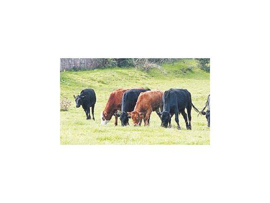 Para evitar esta enfermedad se deben recorrer los potreros y si se detectan animales con hinchazón por empaste, retirarlos de ese lote, recomiendan los especialistas.