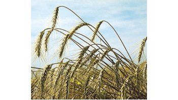 Según datos oficiales, la producción del cereal del ciclo 2010/11 será de 12 millones de toneladas. Esta cifra coincide con la del Departamento de Agricultura de Estados Unidos (USDA).