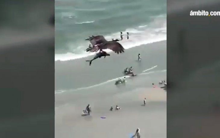 El espectacular video de un águila cazando un tiburón