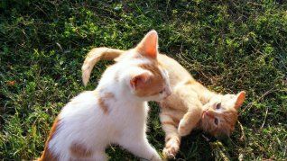 Gatos.