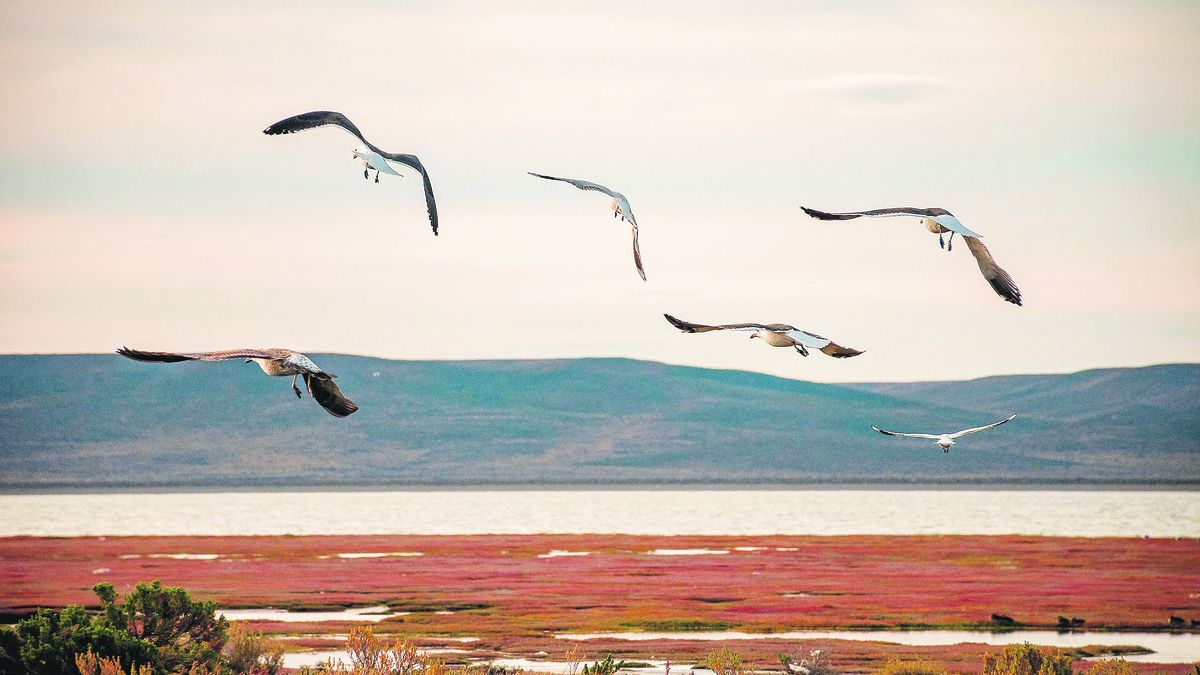 Discovering Río Gallegos: a trip through its history and natural beauty
