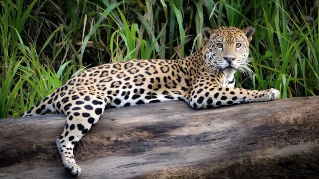 La desaparición de Acaí activó un protocolo de máxima alerta en el Parque Nacional El Impenetrable.