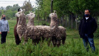 como funcionan los anticuerpos de llama que neutralizan al coronavirus