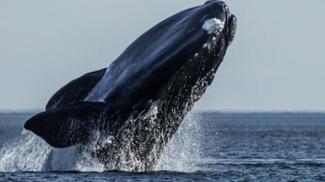 Puerto Madryn está de festejo: llegaron las ballenas y rompieron el récord de la cantidad de ejemplares avistados.