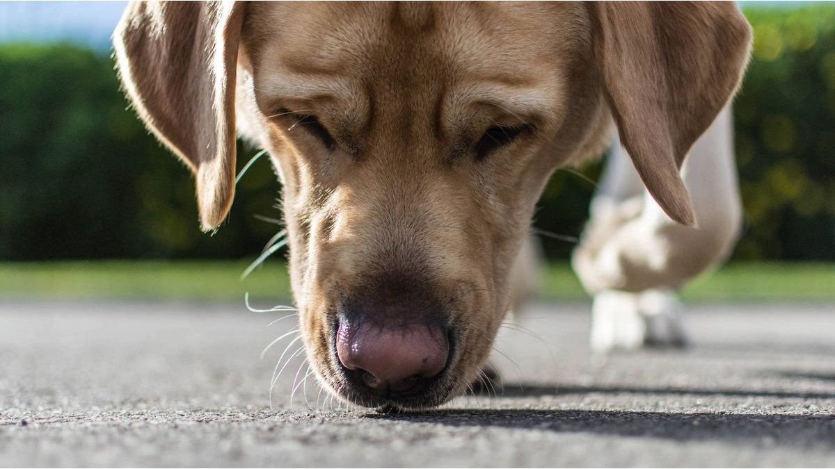 What means that your dog rubs the snout with the legs, according to veterinarians