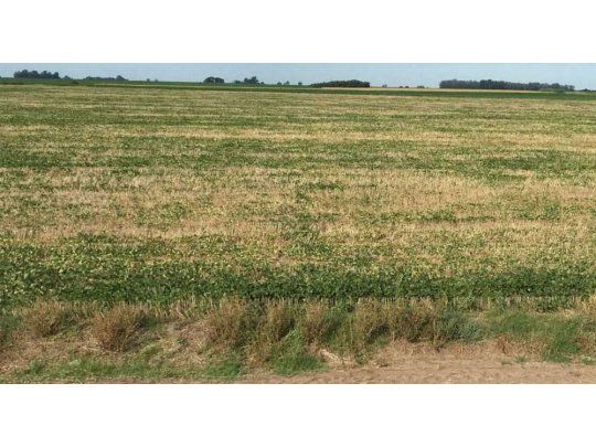 Efecto sequía: recortan a 37 M de toneladas la estimación de producción de soja