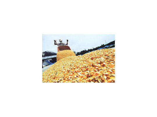 El año pasado China importó 5,2 millones de toneladas de maíz. En 2020 podría comprar unos 20 millones, según algunos pronósticos.