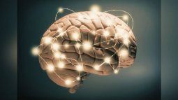 Cerebro.