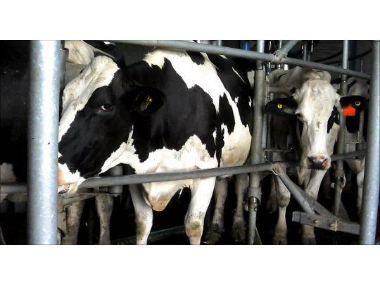 Gobierno no convalida pedido de productores de llevar el litro de leche a $ 6