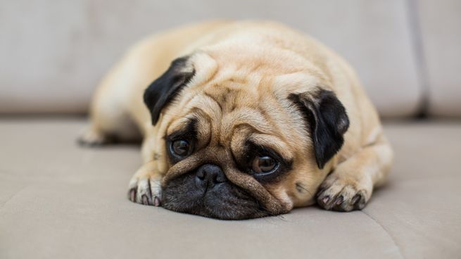 Las lágrimas en los perros no son una señal de tristeza, sino que pueden estar relacionadas con problemas oculares como alergias o infecciones.