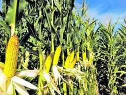 criticas al gobierno tras cierre temporal de exportaciones de maiz