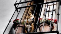 mascotas: un nuevo proyecto que impactara a inquilinos y propietarios