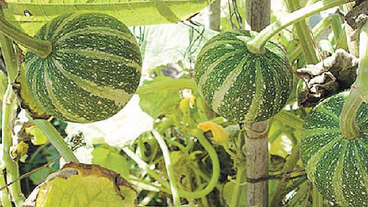 Zapallo un vegetal con más de 10 mil años de historia