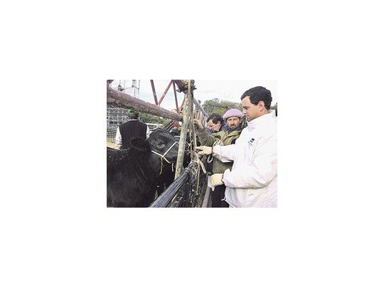 Los insumos veterinarios -inversión fundamental en producciones como la ganadería- sufrieron unadisminución de 20% en su demanda.