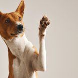 Las mascotas de servicio pueden ayudar todavía más gracias a este invento. Las mascotas de servicio pueden ayudar todavía más gracias a este invento.