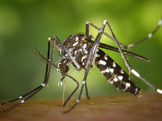 mosquito.jpg