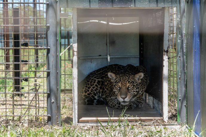 Trasladan dos cachorros de yaguareté nacidos en el Impenetrable chaqueño