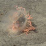 La prevención, la observación y el respeto a las indicaciones oficiales siguen siendo las herramientas más efectivas para el cuidado de la salud. La prevención, la observación y el respeto a las indicaciones oficiales siguen siendo las herramientas más efectivas para el cuidado de la salud.