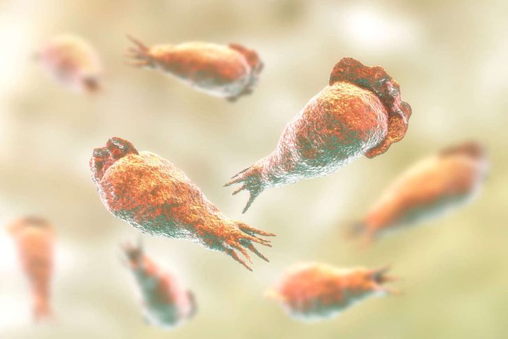 Naegleria fowleri es una ameba de vida libre que habita principalmente en aguas dulces templadas o calientes. Naegleria fowleri es una ameba de vida libre que habita principalmente en aguas dulces templadas o calientes.
