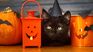 Don't be afraid of superstitions and adopt a black cat as a pet. Don't be afraid of superstitions and adopt a black cat as a pet.