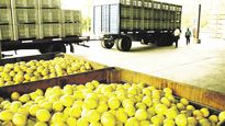 tucuman: por paro de transportistas tiran toneladas de limones a la basura