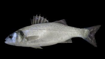 La Lubina Europea.