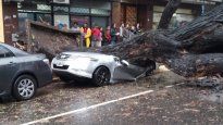 Tormenta en Buenos Aires: un arbol aplastó un auto en Chacarita.