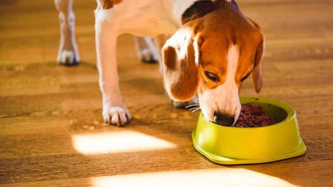 Los snack refrescantes para los perros en verano.
