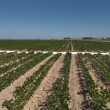 Uruguay se posiciona como uno de los principales actores extranjeros en el agro paraguayo. Uruguay se posiciona como uno de los principales actores extranjeros en el agro paraguayo.