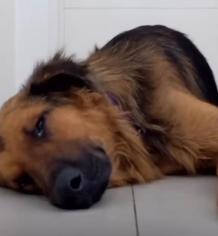 Primera noche de Leo, luego de ser rescatado por la ONG Pichichos Al Rescate.