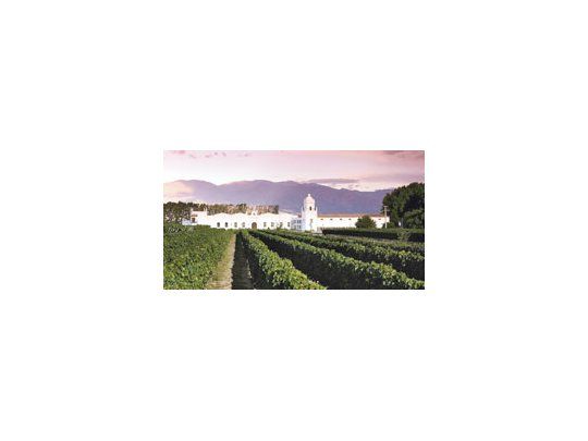 Viñedos premium de altura en los Valles Calchaquíes