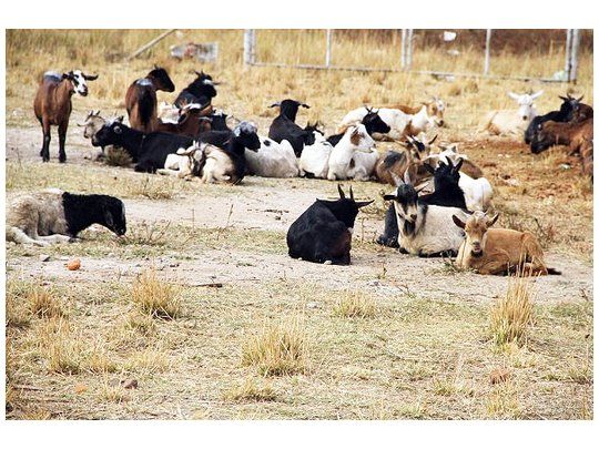 El objetivo de la medida “es mejorar los ingresos de las familias productoras de cabras, a través de su inserción en las cadenas de valor caprinas en condiciones beneficiosas y sostenibles”.